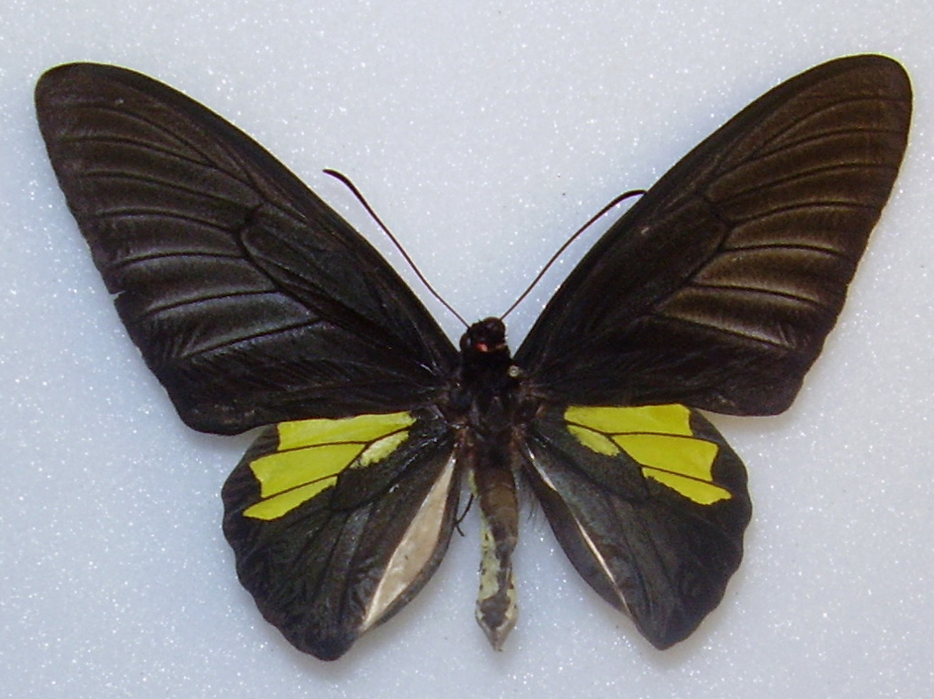 巴拉望裳凤蝶（Troides plateni）