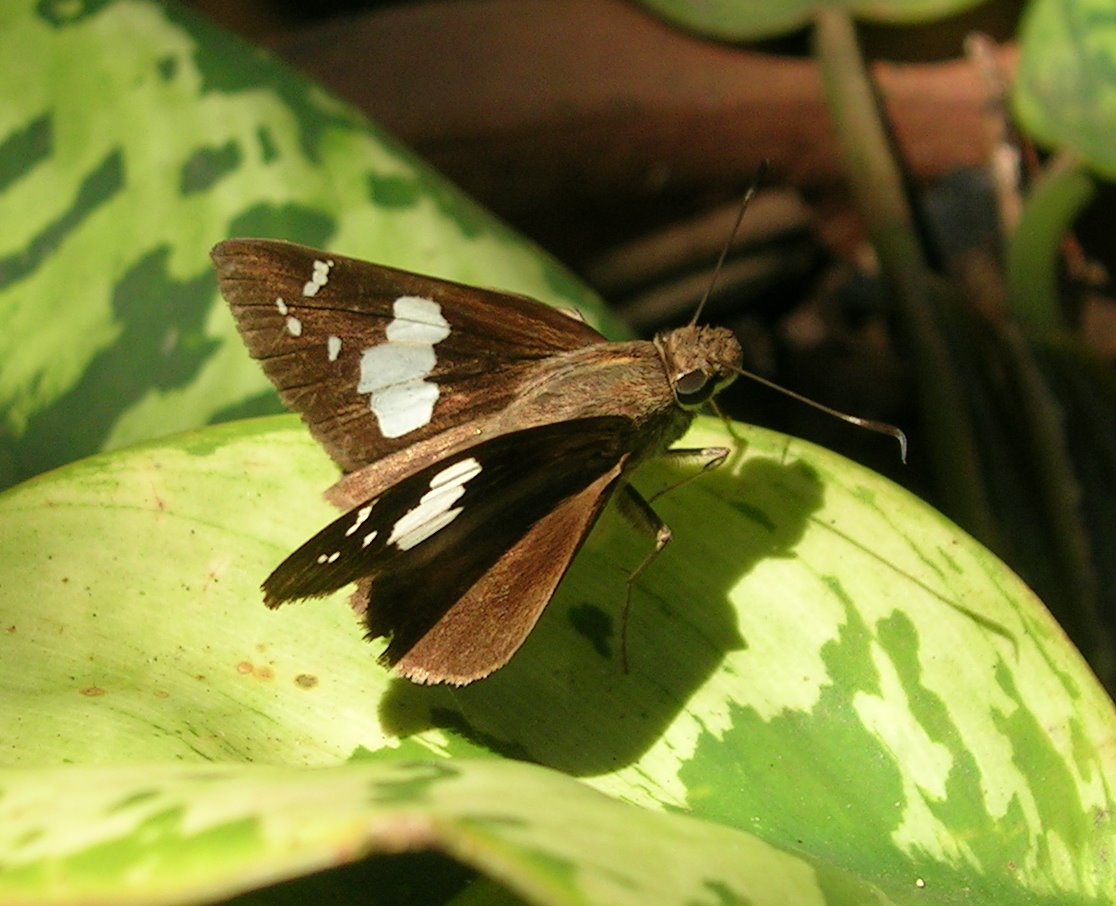 袖弄蝶（Notocrypta curvifascia）