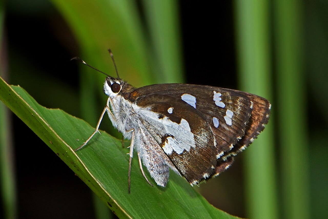 姜弄蝶（Udaspes folus）