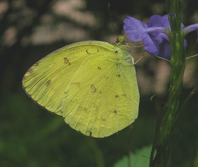 黄蝶（Eurema hecabe）