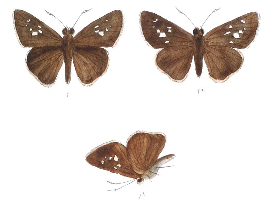 黯弄蝶（Caltoris cahira）