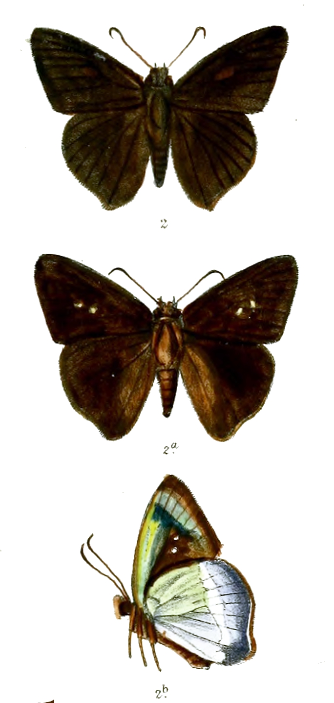 圆翅绒弄蝶（Hasora taminatus）