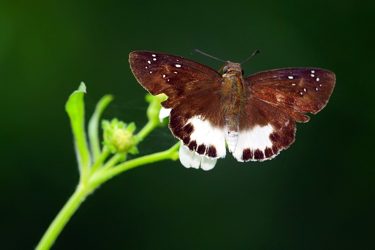 热带白裙弄蝶（Tagiades trebellius）