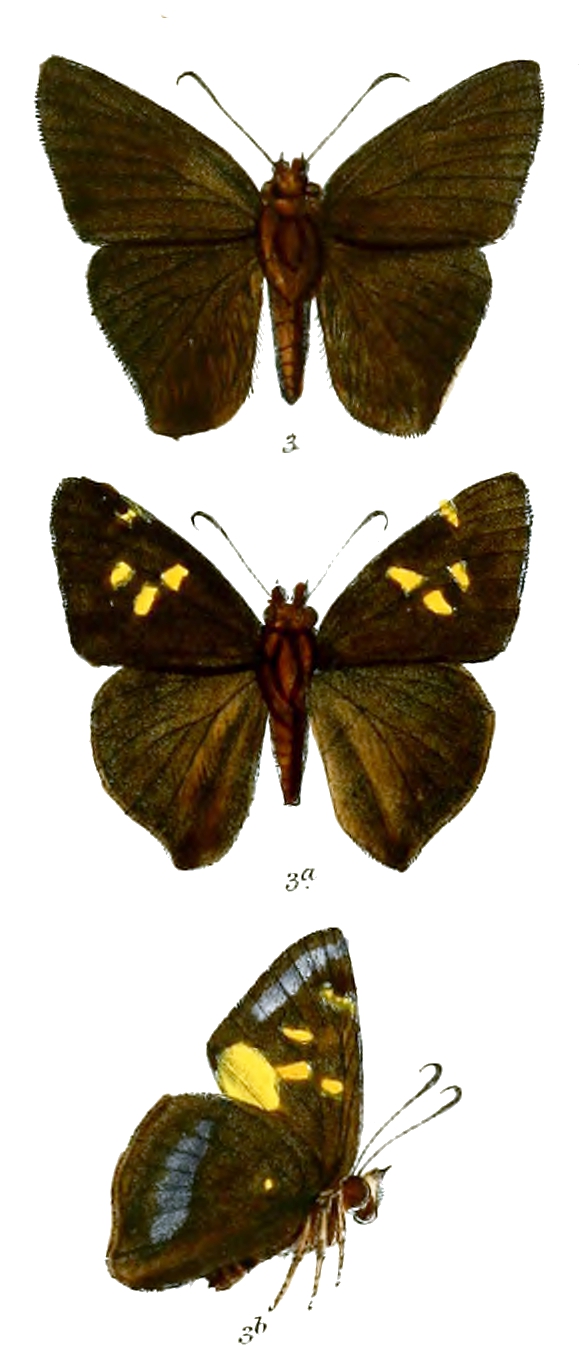 无尾绒弄蝶（Hasora anura）