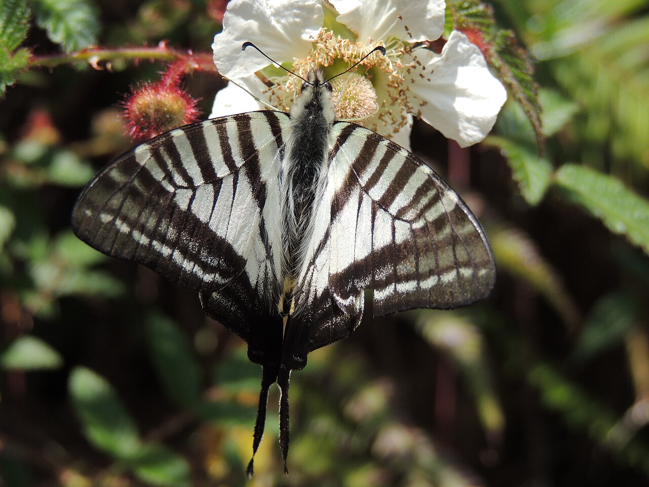 剑凤蝶（Graphium eurous）
