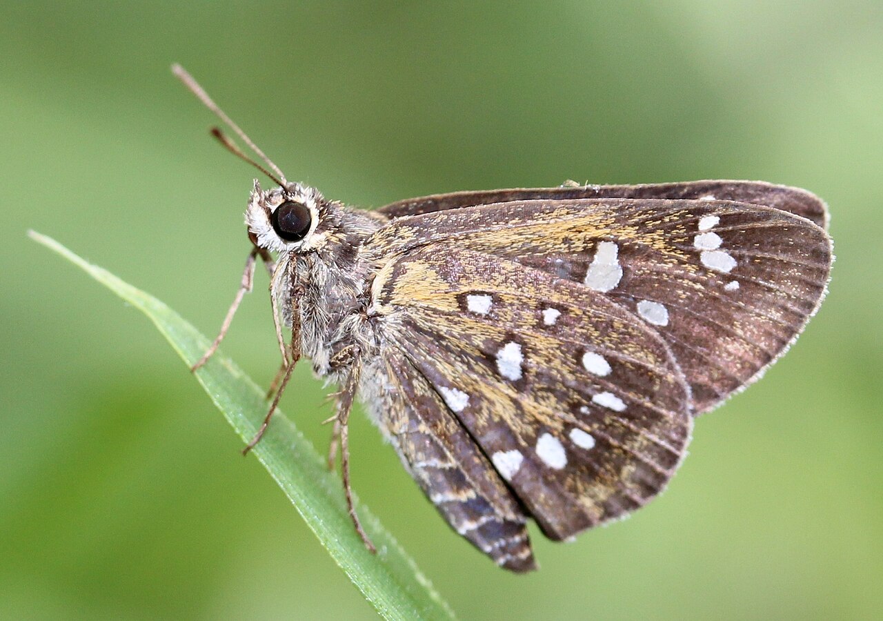 白斑弄蝶（Isoteinon lamprospilus）