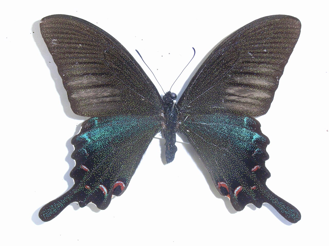 Papilio dialis（穹翠凤蝶）