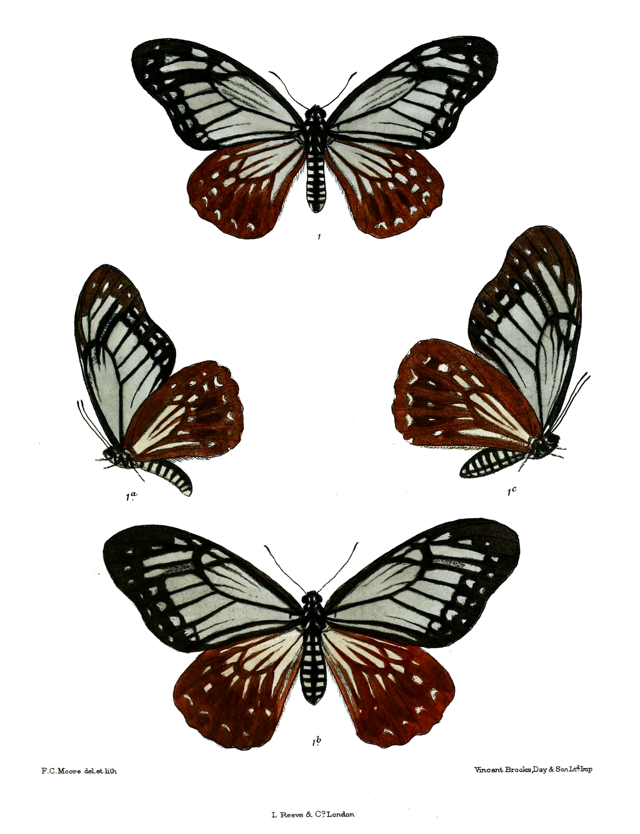 褐斑凤蝶（Papilio agestor）