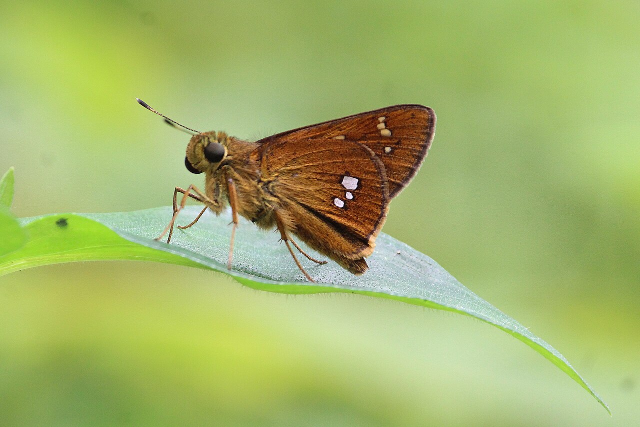 碎纹孔弄蝶（Zenonoida eltola）