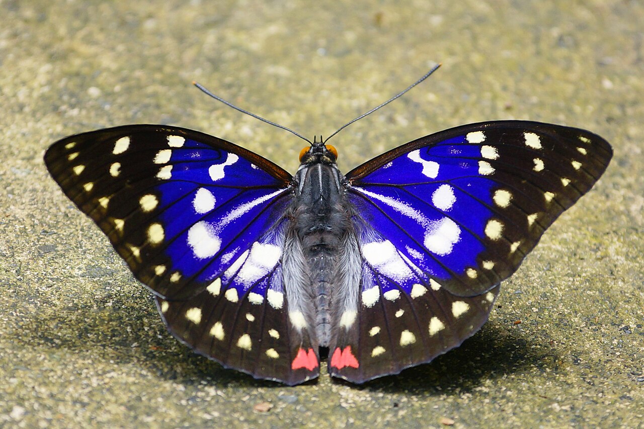 大紫蛱蝶（Sasakia charonda）