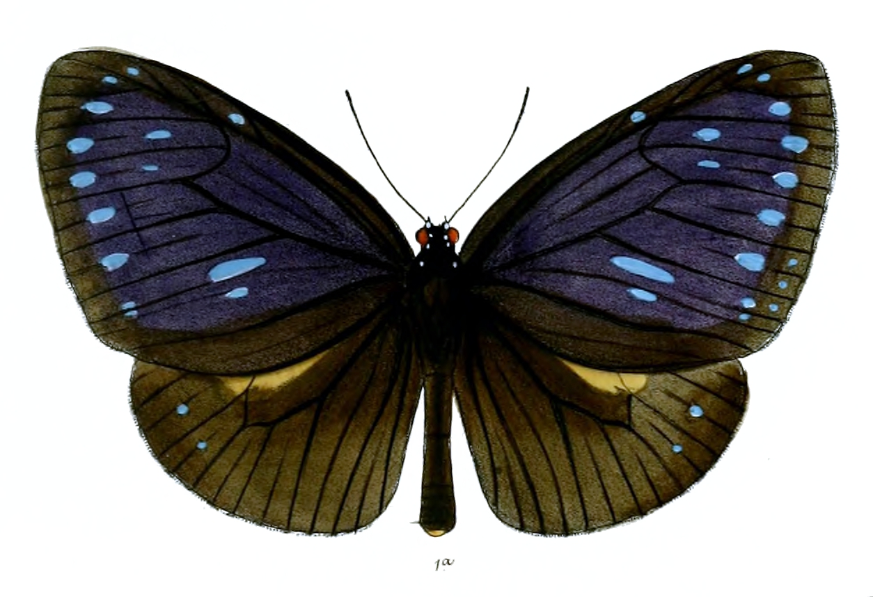 黑紫斑蝶（Euploea eunice）