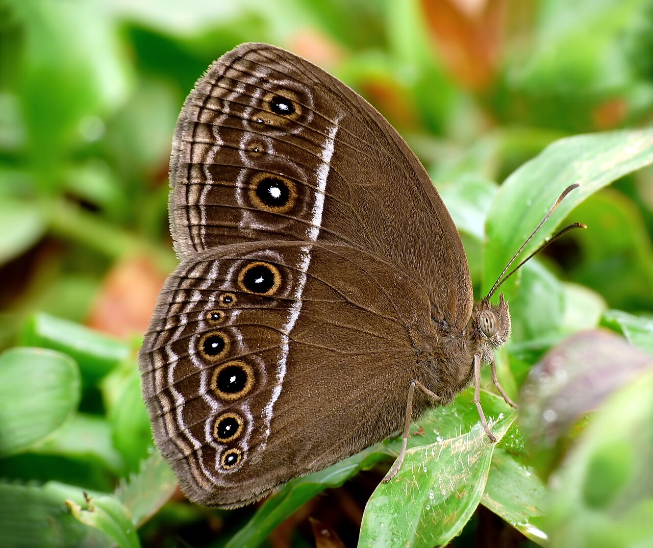 小眉眼蝶（Mycalesis mineus）