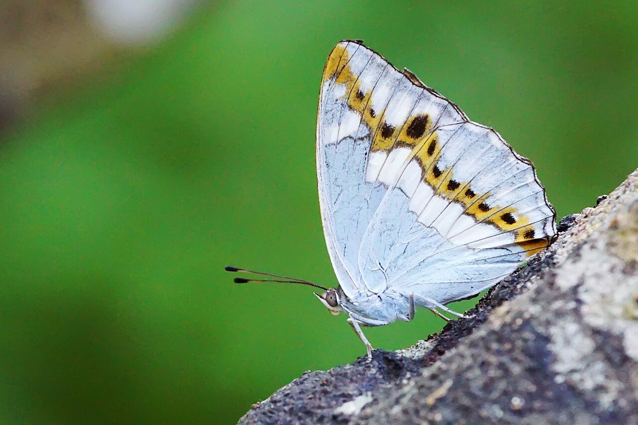普氏白蛱蝶（Helcyra plesseni）