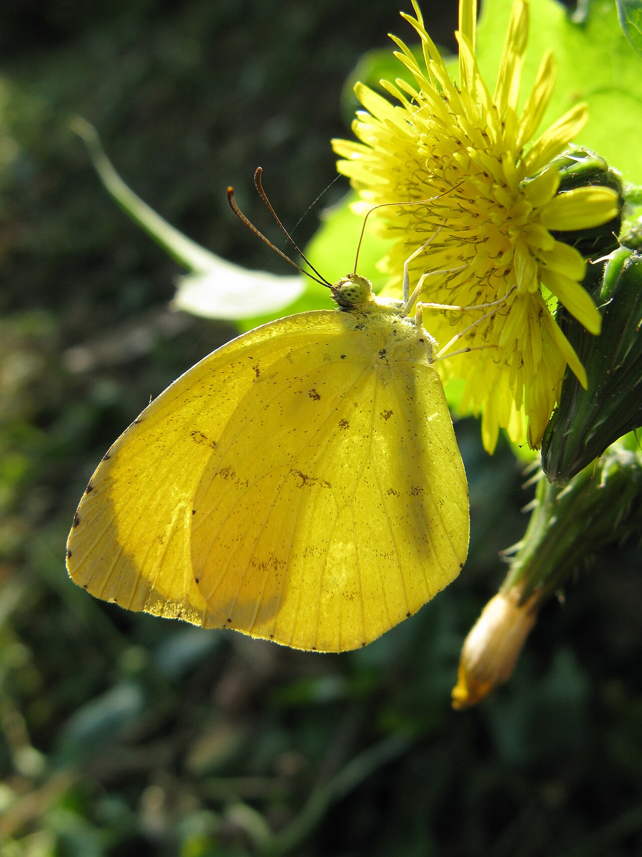 北黄蝶（Eurema mandarina）