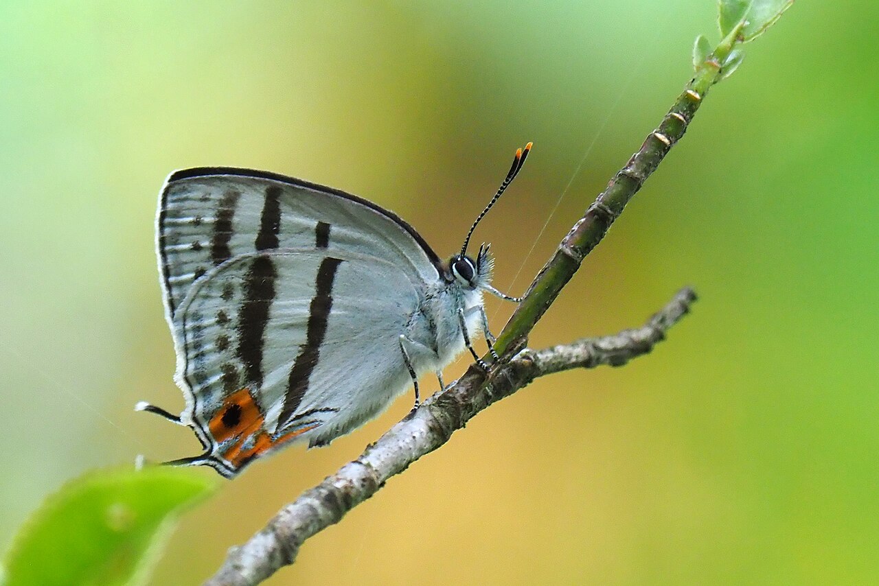 夸父璀灰蝶（Sibataniozephyrus kuafui）