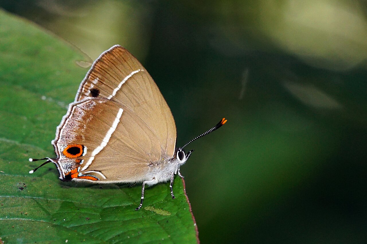 单线翠灰蝶（Chrysozephyrus splendidulus）