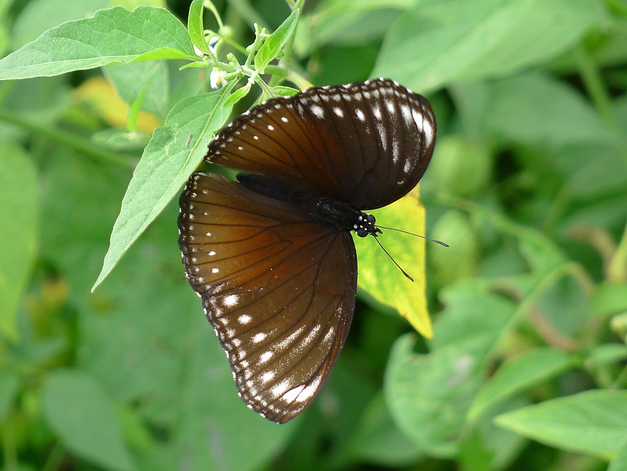 端紫幻蛱蝶（Hypolimnas anomala）