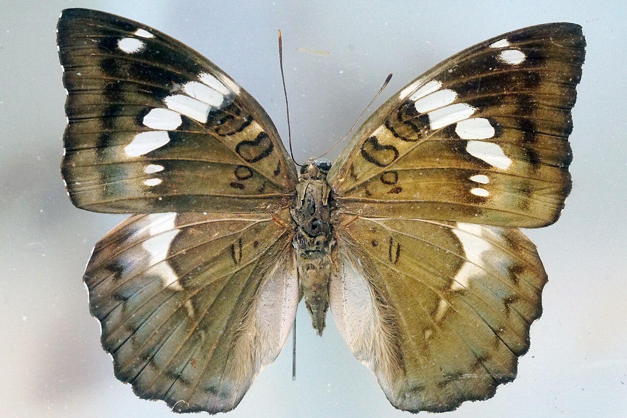 马拉巴翠蛱蝶（Euthalia malapana）