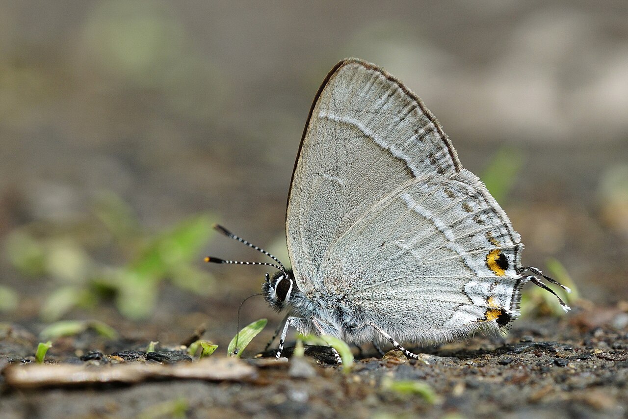南方洒灰蝶（Satyrium austrinum）