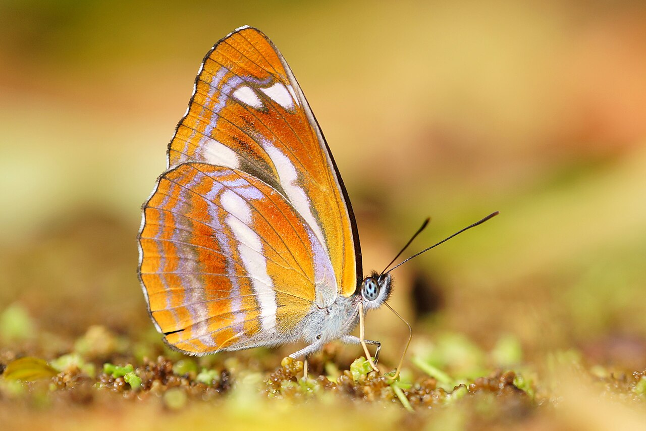 蓬莱环蛱蝶（Neptis taiwana）