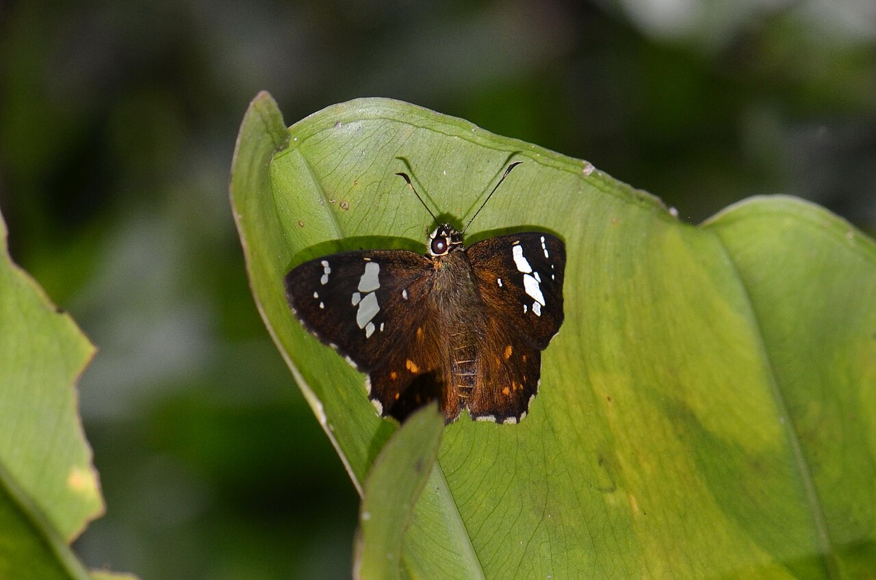 埔里星弄蝶（Celaenorrhinus horishanus）