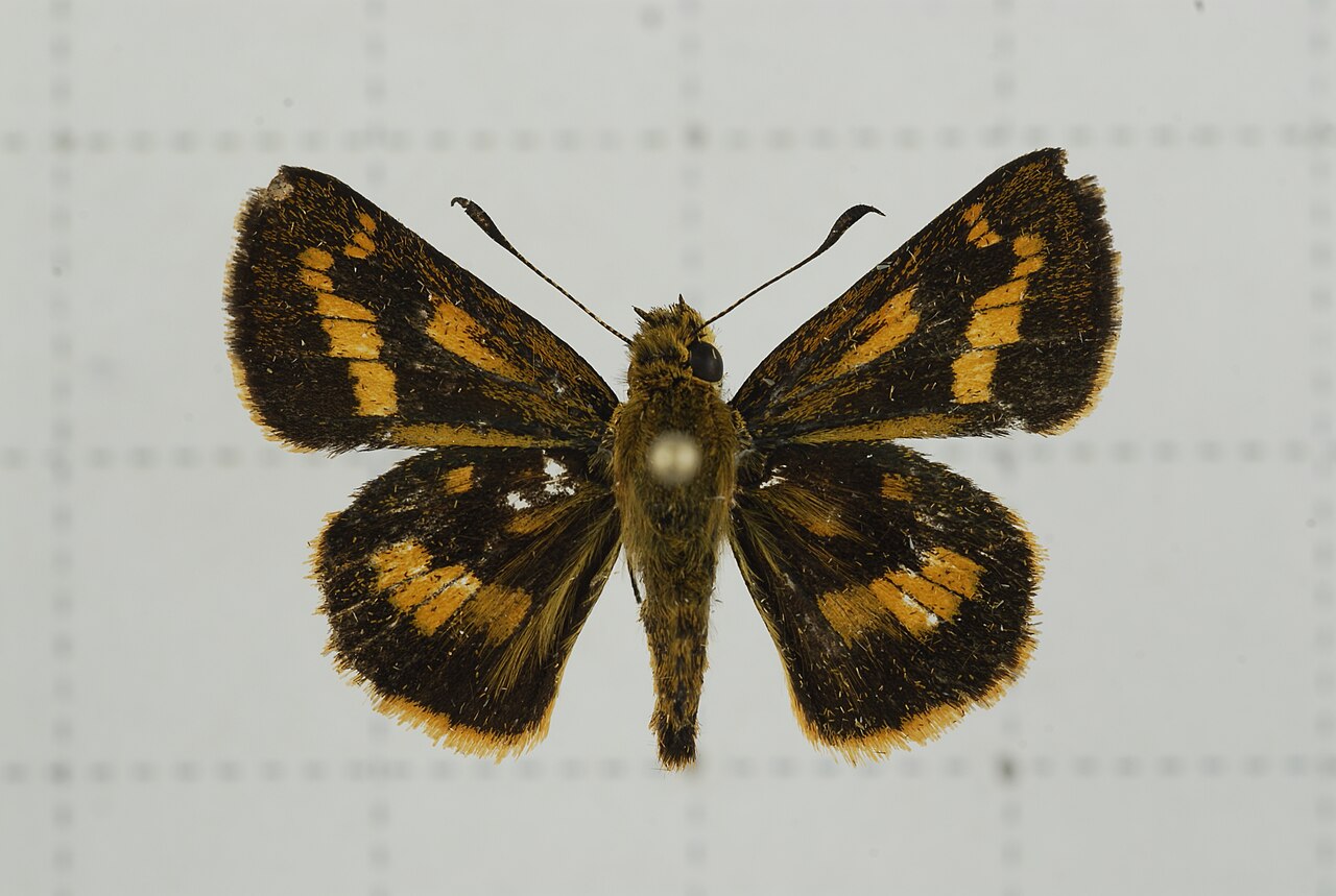 墨子黄斑弄蝶（Potanthus motzui）