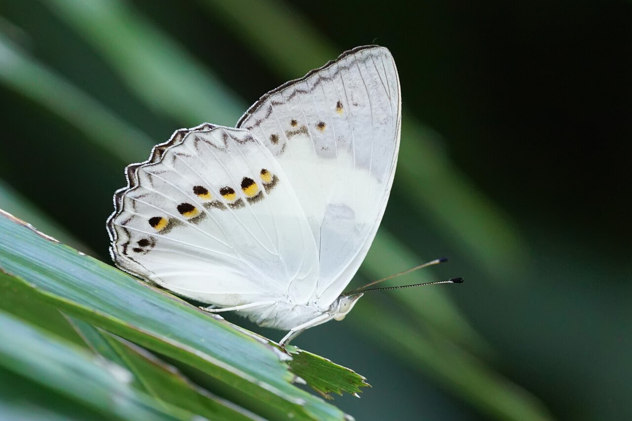 傲白蛱蝶（Helcyra superba）