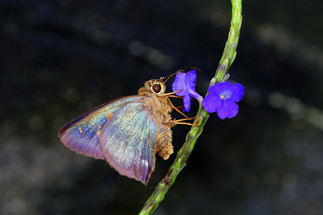 南风绒弄蝶（Hasora mixta）