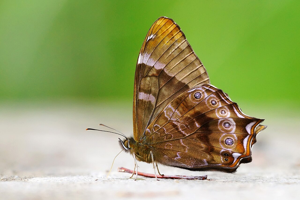 大幽眼蝶（Zophoessa dura）