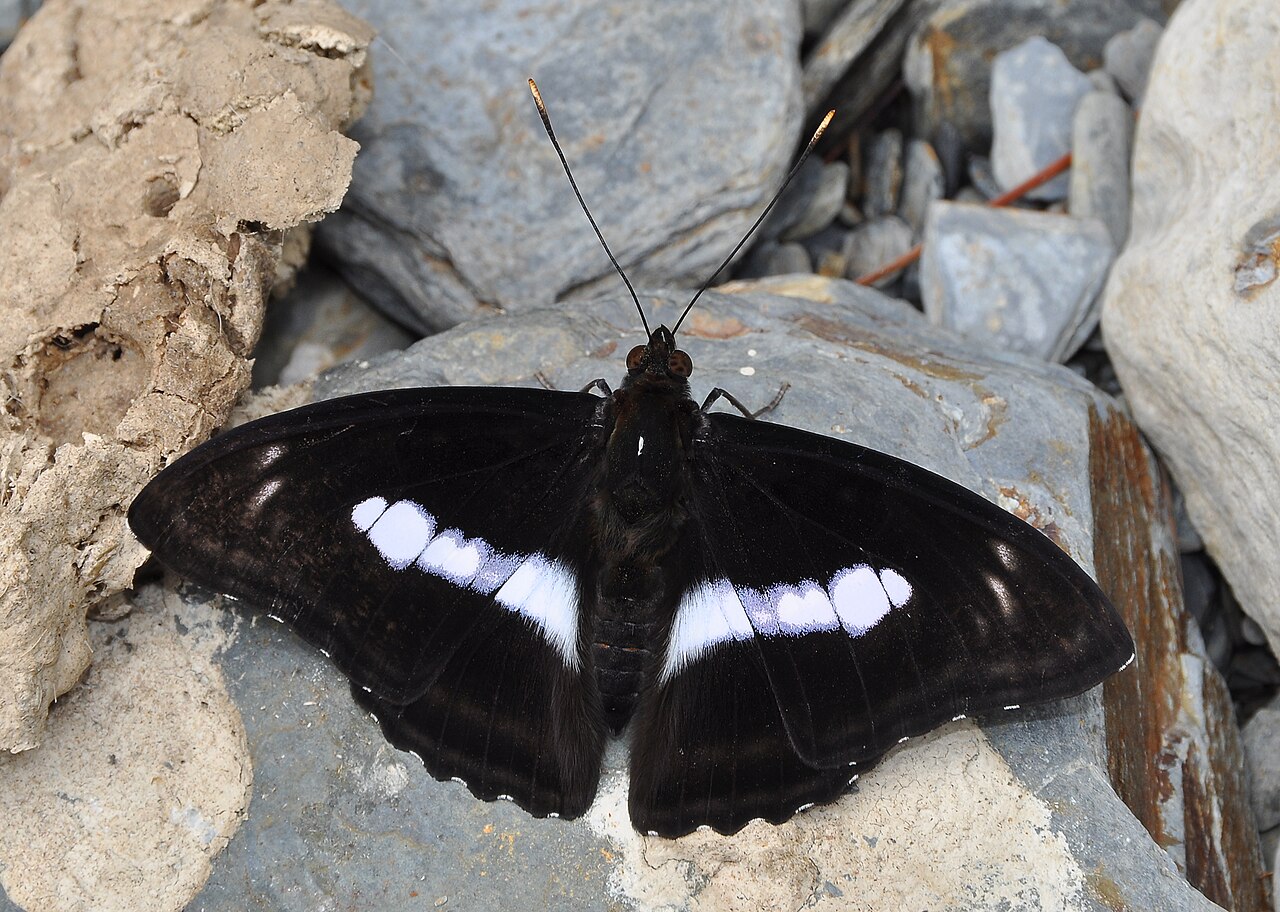 异纹带蛱蝶（Athyma selenophora）