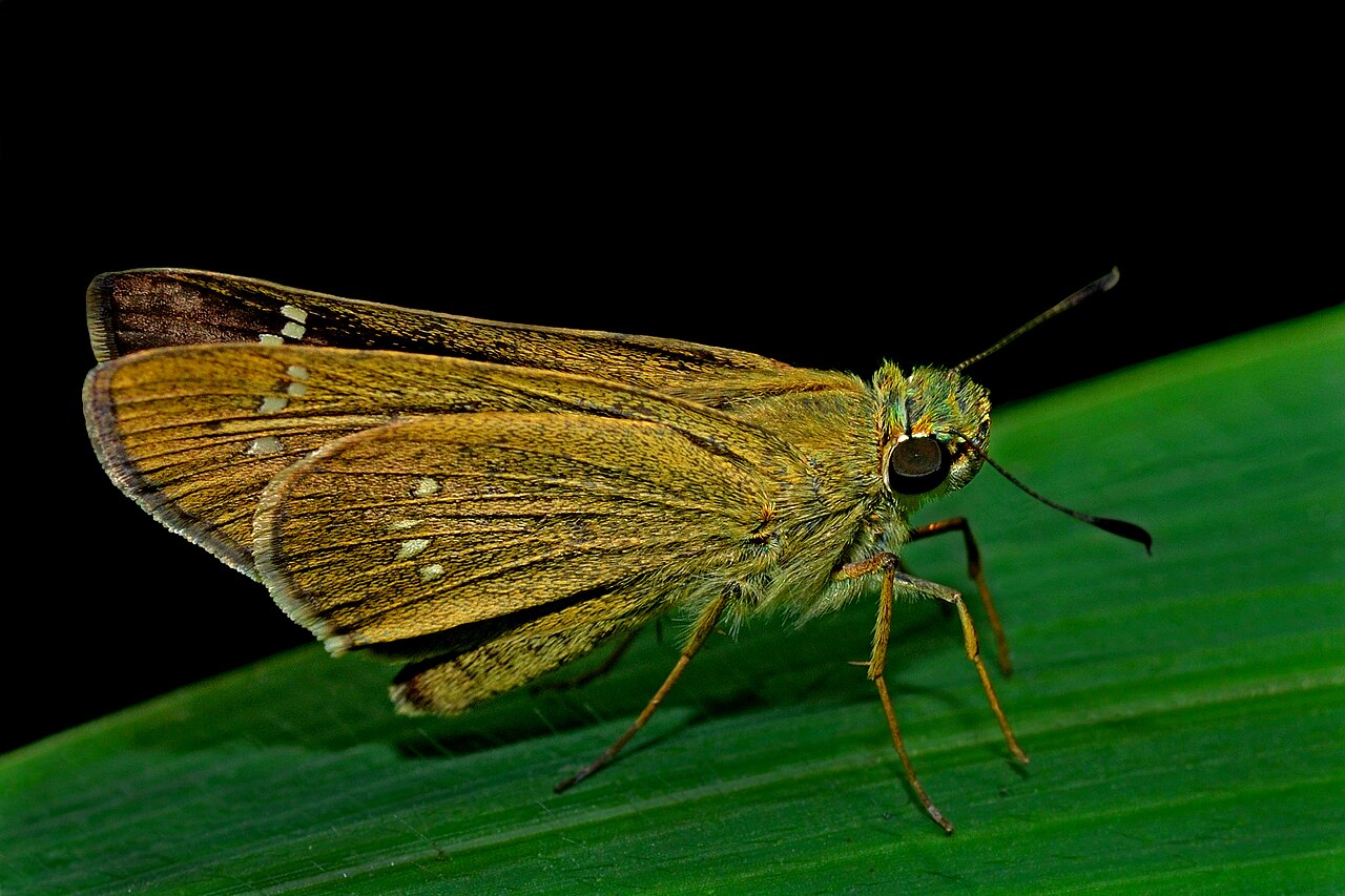 拟籼弄蝶（Pseudoborbo bevani）