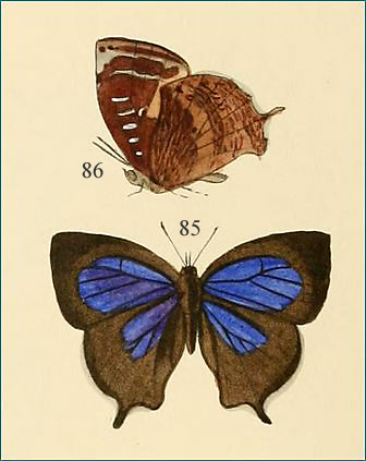 凹翅紫灰蝶（Mahathala ameria）