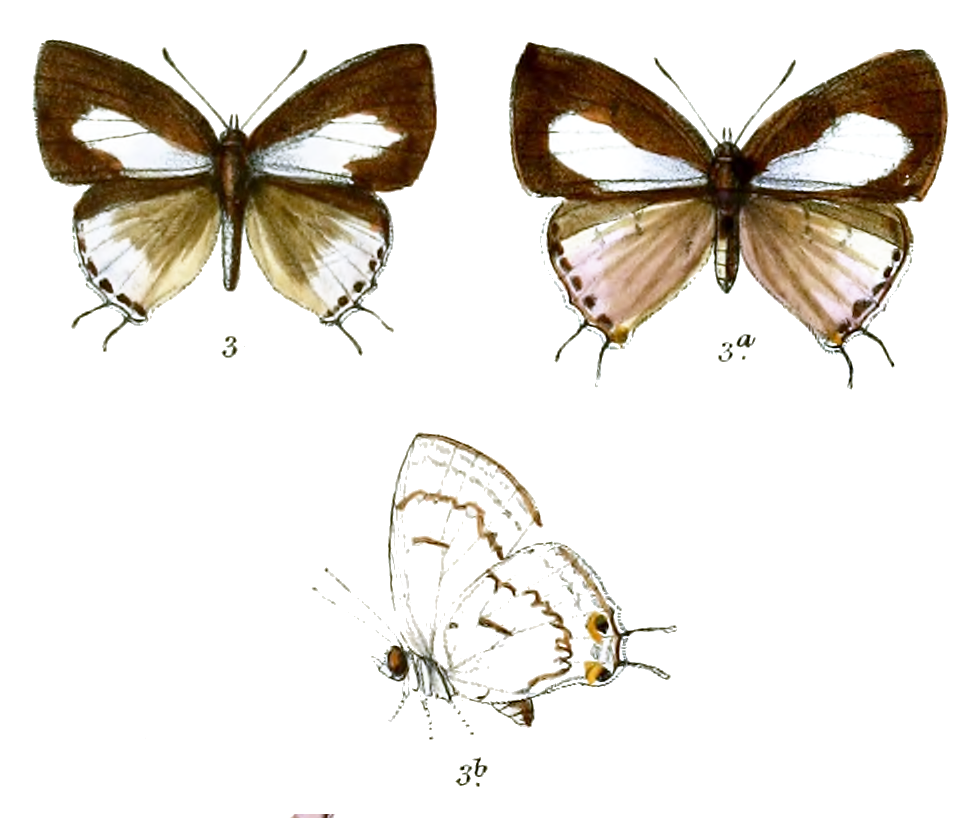 假涟纹青灰蝶（Tajuria illurgioides）