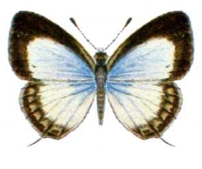 大娜波灰蝶（Nacaduba kurava）