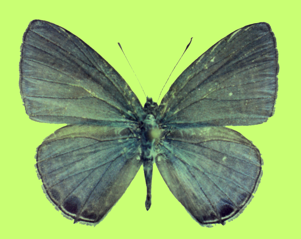 南方娜波灰蝶（Nacaduba beroe）