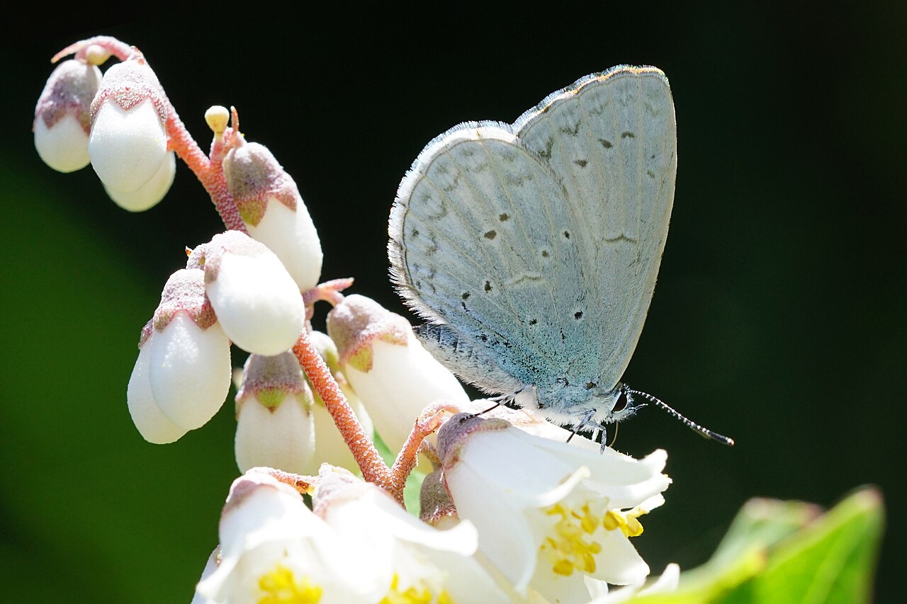 大紫琉灰蝶（Celastrina oreas）