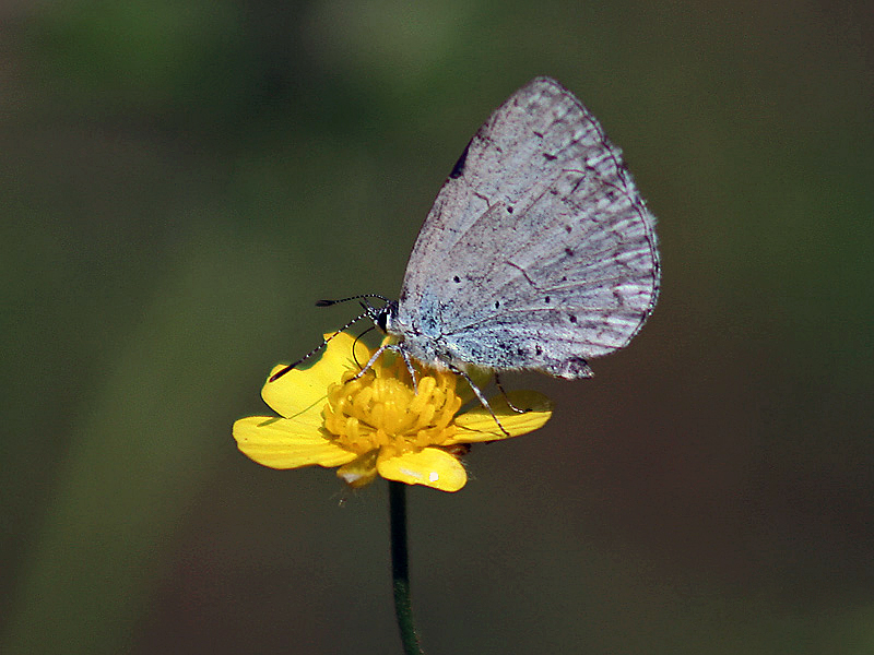 细边琉灰蝶（Celastrina lavendularis）