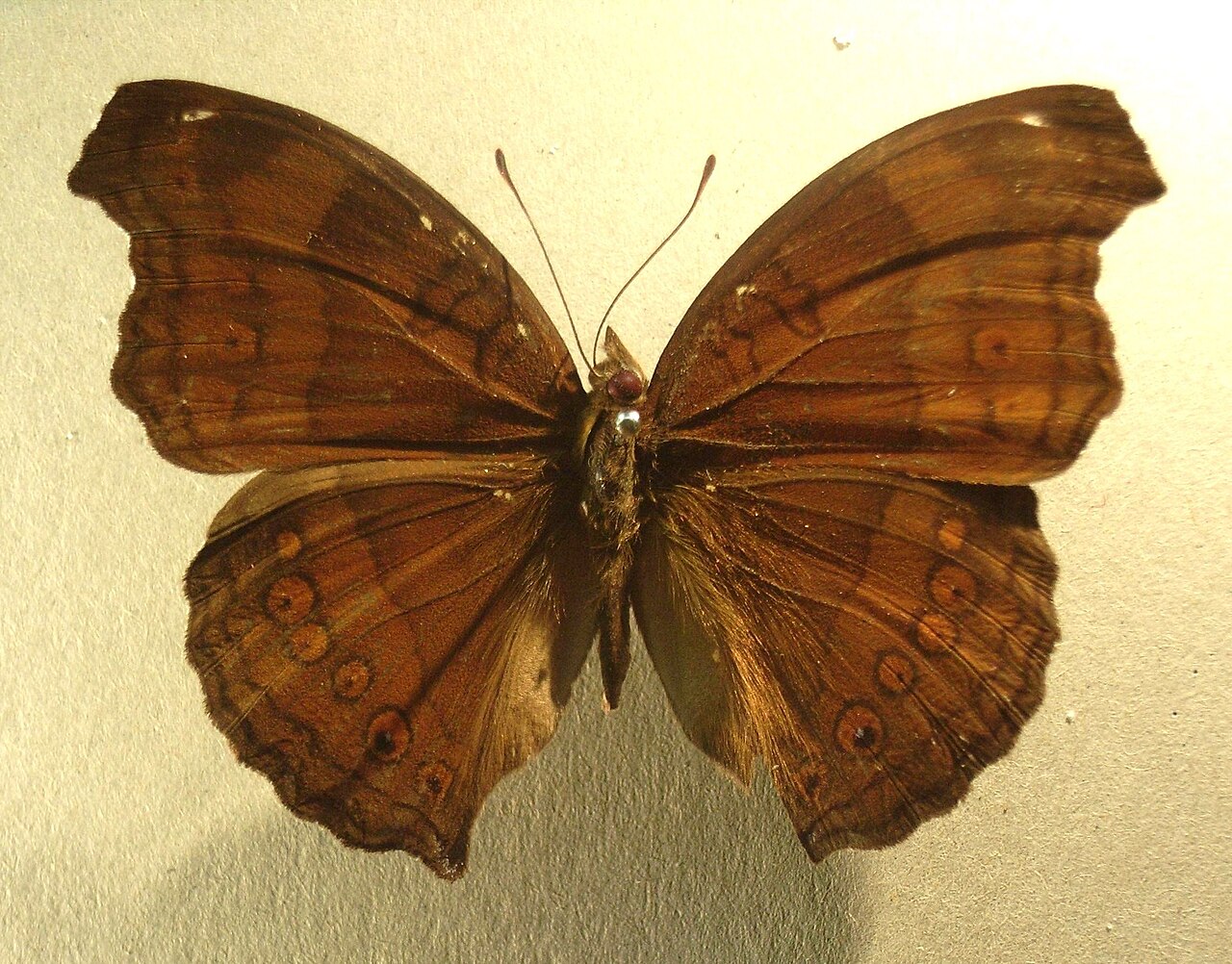 南洋眼蛱蝶（Junonia hedonia）