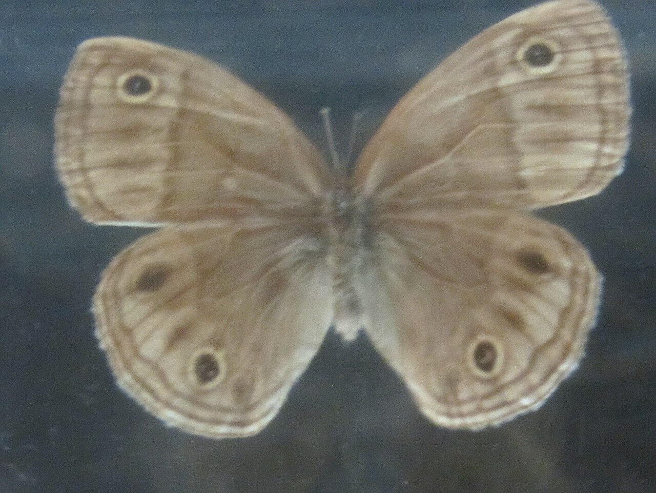 古眼蝶（Palaeonympha opalina）