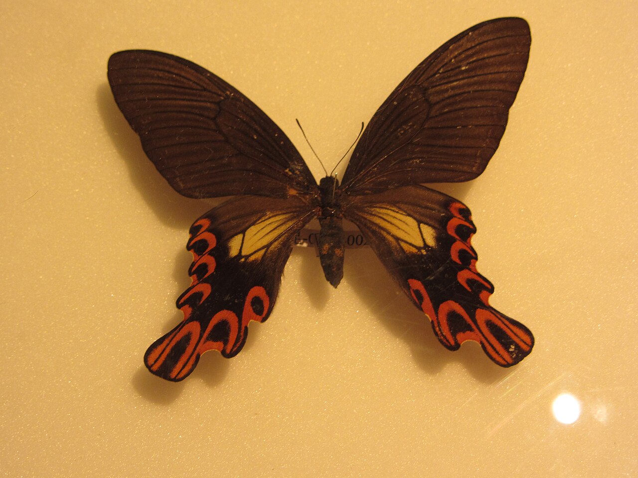 台湾宽尾凤蝶（Papilio maraho）