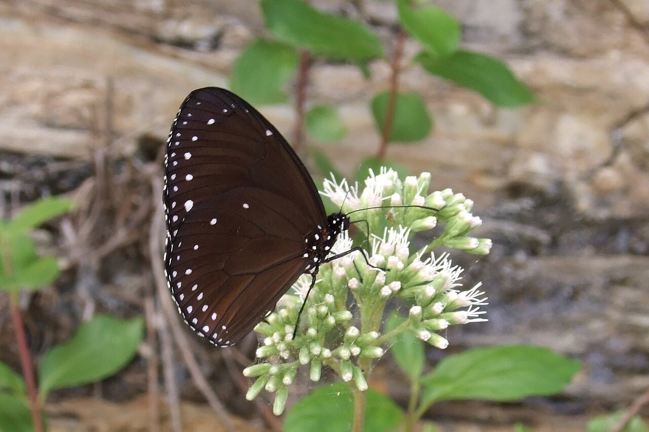 妒丽紫斑蝶（Euploea tulliolus）