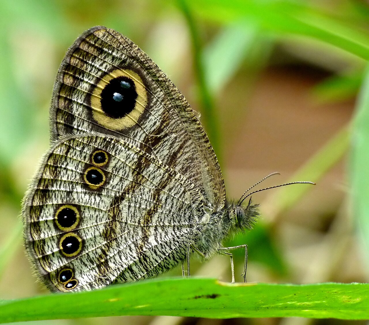 矍眼蝶（Ypthima baldus）