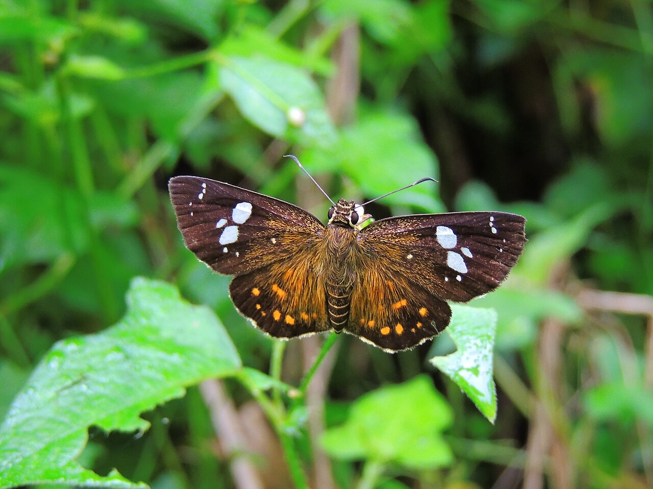 小星弄蝶（Celaenorrhinus ratna）