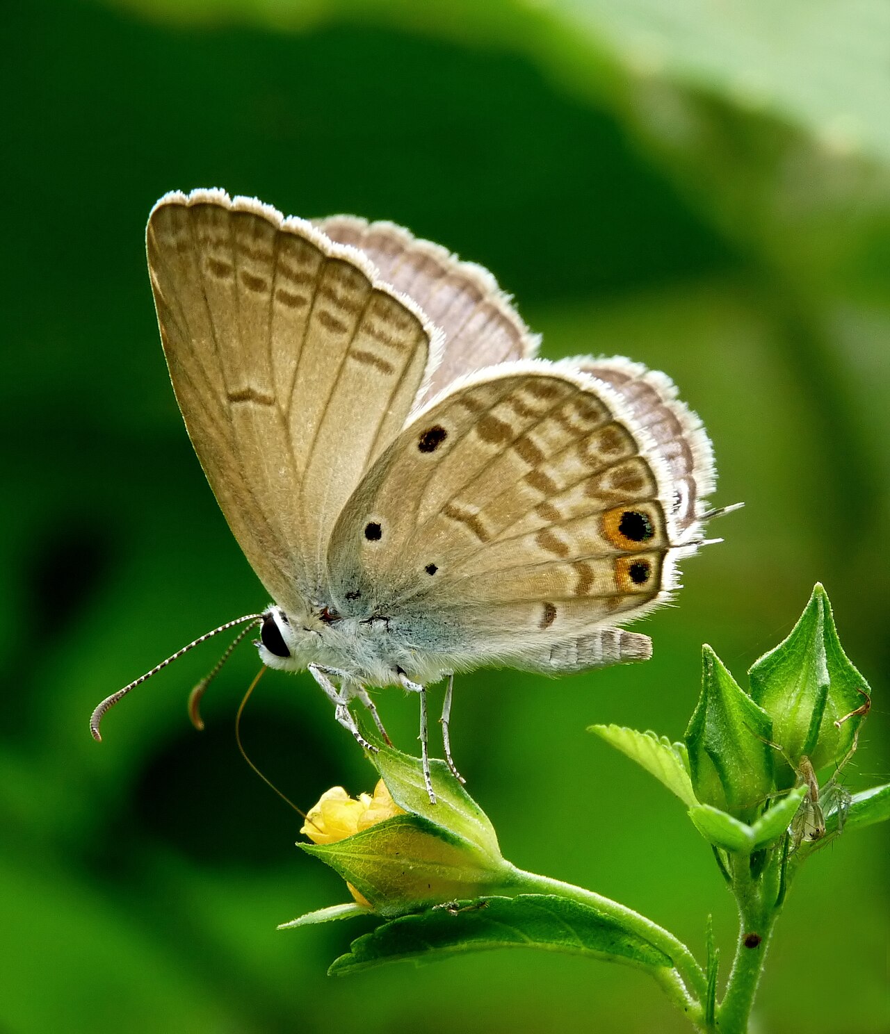 奇波灰蝶（Euchrysops cnejus）