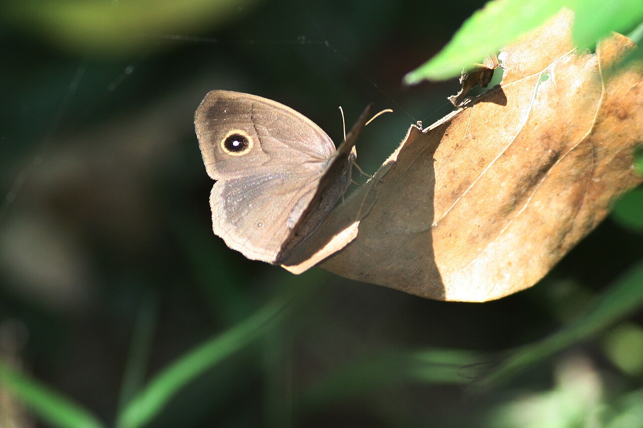 密纹波眼蝶（Ypthima multistriata）