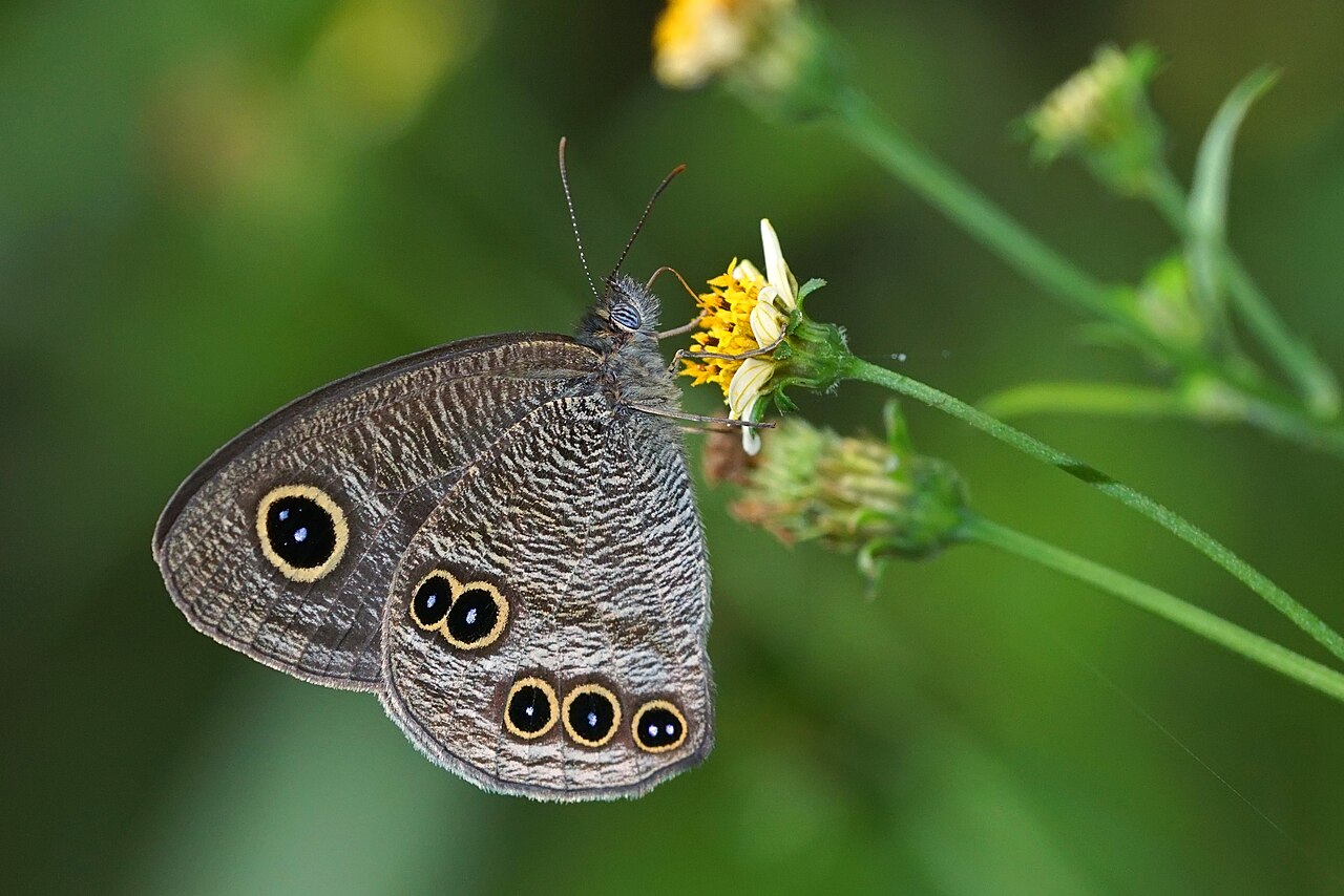 宝岛波眼蝶（Ypthima formosana）
