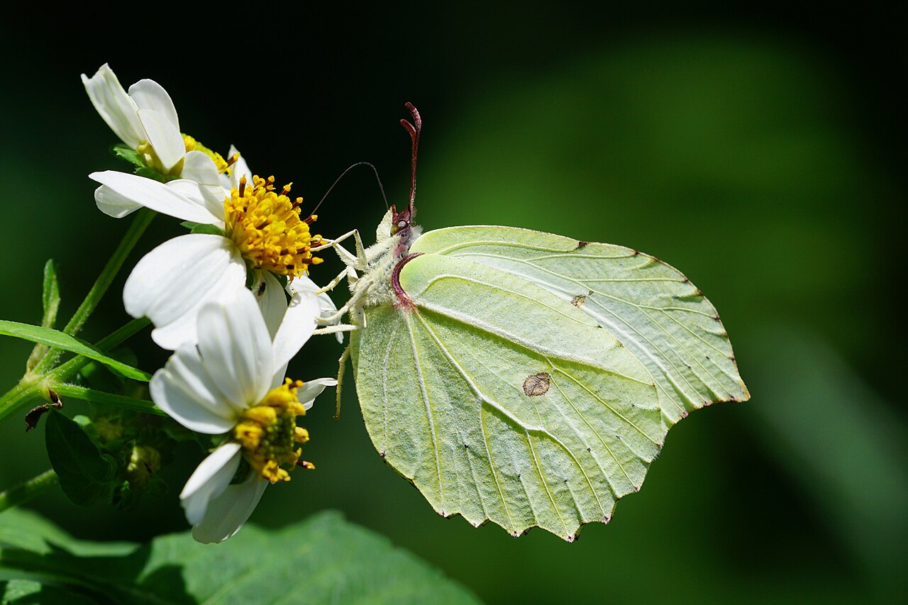 台湾钩粉蝶（Gonepteryx taiwana）