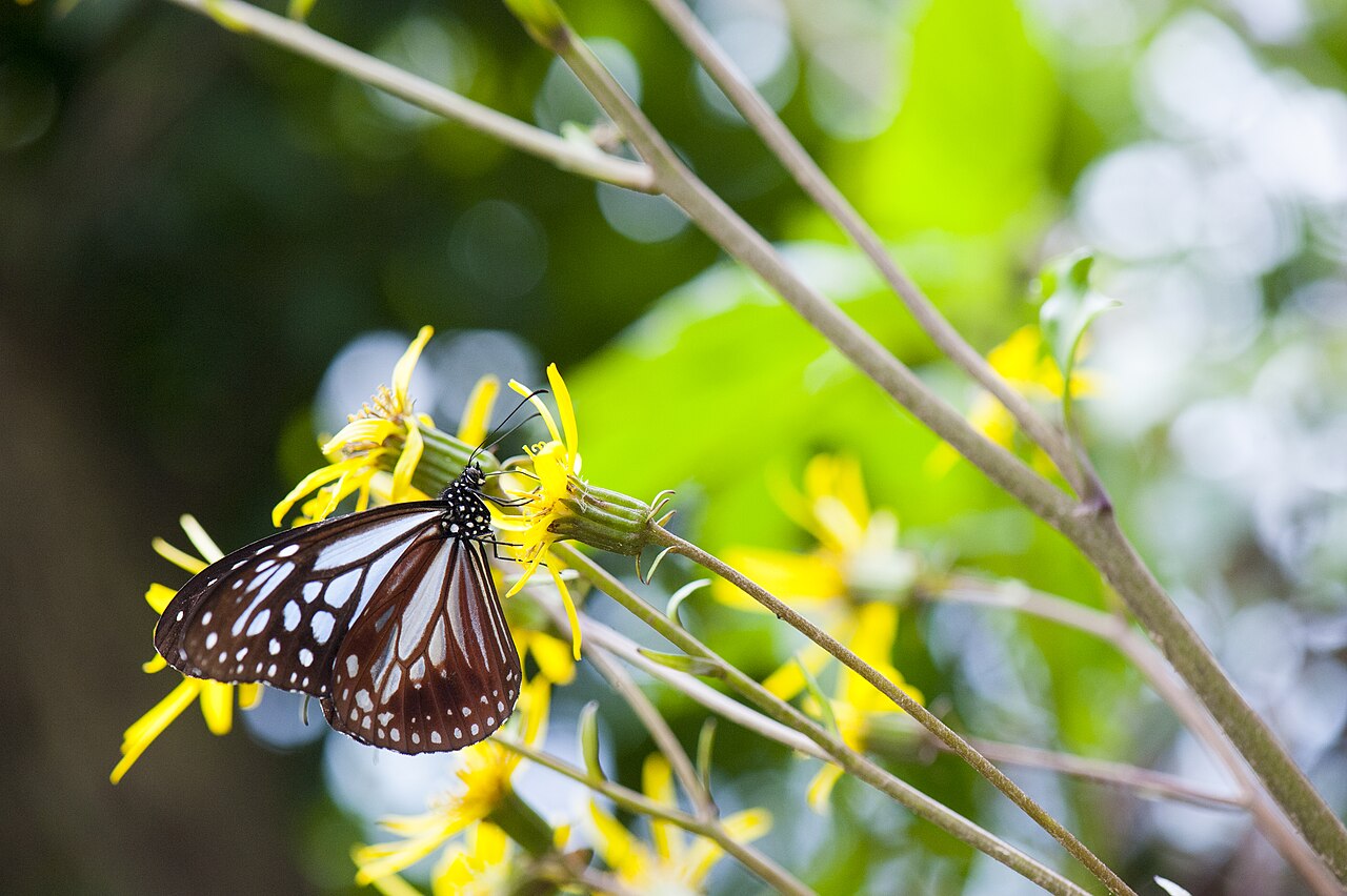 斯氏绢斑蝶（Parantica swinhoei）