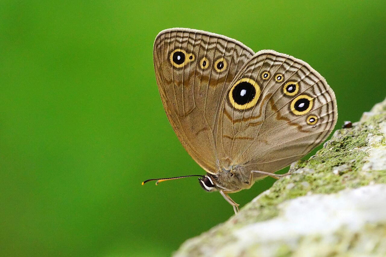 巴氏黛眼蝶（Lethe butleri）