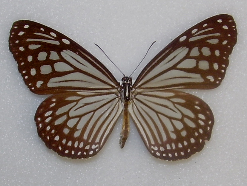 绢斑蝶（Parantica aglea）